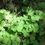 Oxalis trilliifolia Habit