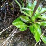 Eryngium humile Leaf