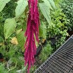 Amaranthus caudatus 果實