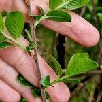 Salix myrsinifolia पत्ता