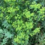 Euphorbia stricta عادت داشتن