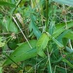 Persicaria minor Foglia