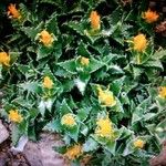 Faucaria tigrina Flower