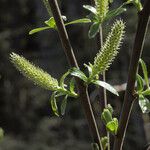 Salix sitchensis Habitus