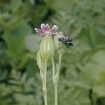 Silene antirrhina Flor