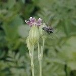 Silene antirrhina Λουλούδι