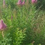 Spiraea douglasii आदत