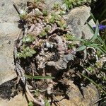 Paronychia kapela Libunga