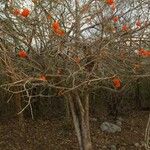 Cordia sebestena Habit