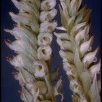 Spiranthes romanzoffiana Flower