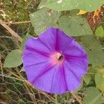 Ipomoea indicaFlower