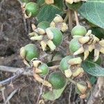 Psidium guineense Fruit