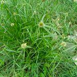 Cyperus brevifolius Leaf