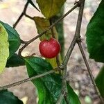 Flacourtia jangomas Fruit