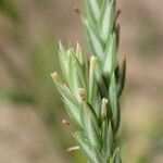 Crucianella angustifolia Lorea