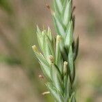 Crucianella angustifolia Цветок