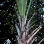 Sabal palmetto Φύλλο