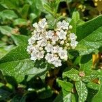 Viburnum rugosumFlor