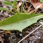 Scorzoneroides helvetica Leaf