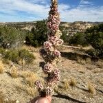 Amaranthus fimbriatus