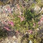 Hedysarum boveanum Fleur