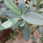 Ficus pertusa Blad