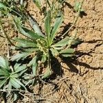 Plantago serraria Hoja