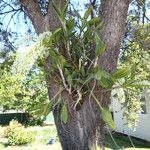 Dendrobium speciosum Foglia