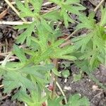 Geranium carolinianum Habit