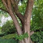 Malus hupehensis Bark