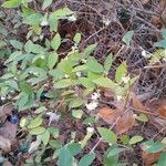 Lonicera fragrantissima عادت