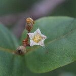 Psorospermum febrifugum Blüte