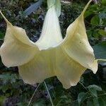 Brugmansia arborea Květ