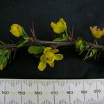 Berberis angulosa autre