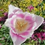 Tulipa agenensis പുഷ്പം