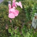 Salvia microphyllaЦвят