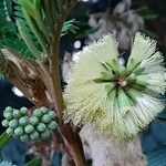 Paraserianthes lophantha ফুল