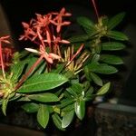 Ixora coccinea برگ