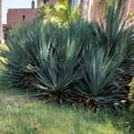 Agave sisalana叶