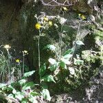 Hieracium murorum Õis