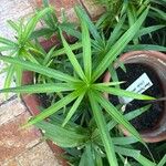 Cyperus laxus Yaprak