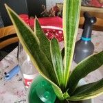 Dracaena stuckyi Yaprak