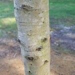 Quercus fusiformis Corteza