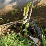 Ixia maculata ফুল