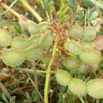 Hedysarum glomeratum Fruit