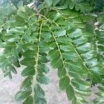 Cordyla africana Leaf