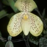 Paphiopedilum concolor Flower