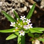 Collomia linearis പുഷ്പം