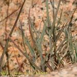 Poa cenisia Costuma