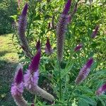 Celosia argenteaFloro